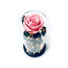 Pink Preserved Rose Fairy Lights Dome