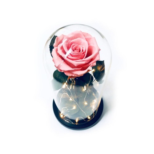 Pink Preserved Rose Fairy Lights Dome