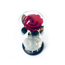 Red Preserved Rose Fairy Lights Dome - Best Seller!