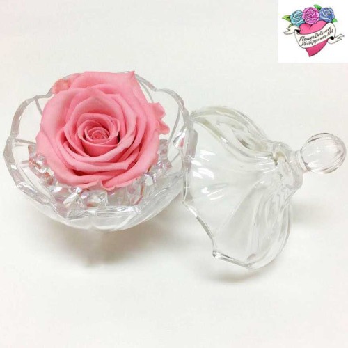 Eternal Pink Rose