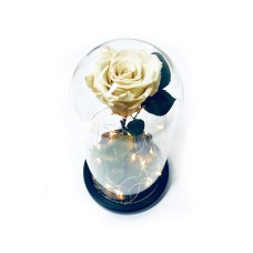 White Preserved Rose Fairy Lights Dome