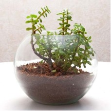 Jade Plant For Best Husband (Premium)