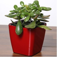 Crassula Plant In Red Pot