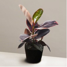 Exotic Ficus Elastica Ruby Plant