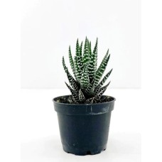 ZEBRA HAWORTHIA