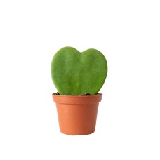 Hoya Heart in growing pot