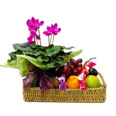 Fruit and Plant Basket (Regular)