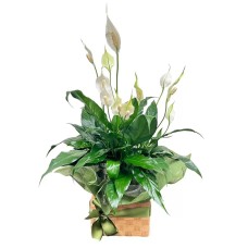 Peace Lily Plant