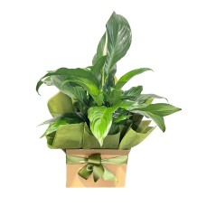 Peace Lily Plant (Go Even Large)