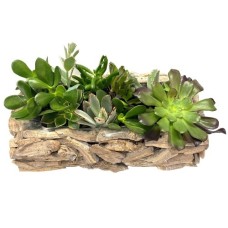 Beautiful Succulents (Even Larger)