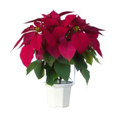 Poinsettia Red (P15c)