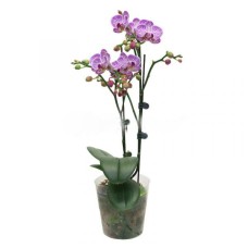 PHALAENOPSIS DOUBLE STALK (POLYBAG) - (YZ)