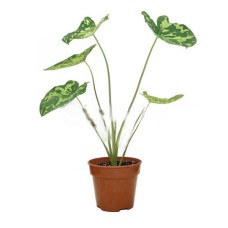 ALOCASIA HILO BEAUTY (P15C)