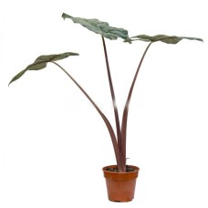 ALOCASIA YUCATAN PRINCESS (P15C)
