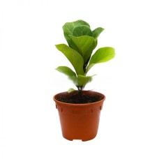 Ficus Lyrata 'Fiddle Leaf' (P15c)