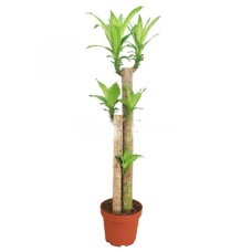 DRACAENA FRAGRANS 3FT-P210 (LTK)