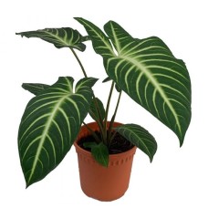 Xanthosoma Lindenii (P17c)