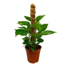 Money Plant with Moss Stick 2ft (P15c)