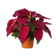 Poinsettia Red (P10.5c)