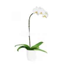 Phalaenopsis Orchid Single (Polybag)