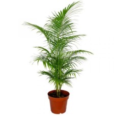 Java Palm (P21c)