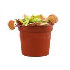 Dionaea (P10.5c)