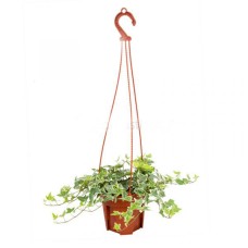Hedera / Ivy (P15c)