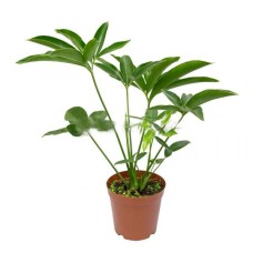 Philodendron Funbun (P15c)