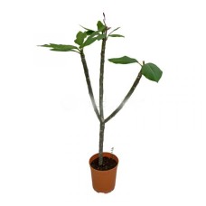RHAPIS EXCELSA 140-160CM HT (LTK)