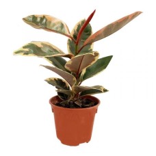 Ficus Beliza (P15c)