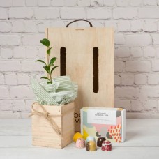 Tree & Chocolates