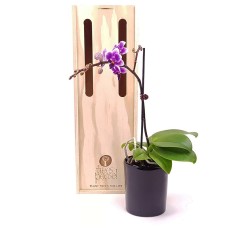 Fuchsia Orchid Plant