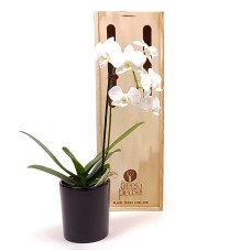 White Orchid Plant