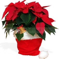 Poinsettia in Santa Hat
