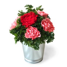 Dainty Carnations - Flower Arrangement