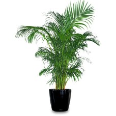 ARECA PALM