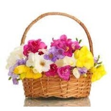 LARGE BASKET OF FREESIAS