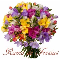 GIANT BOUQUET OF FREESIAS
