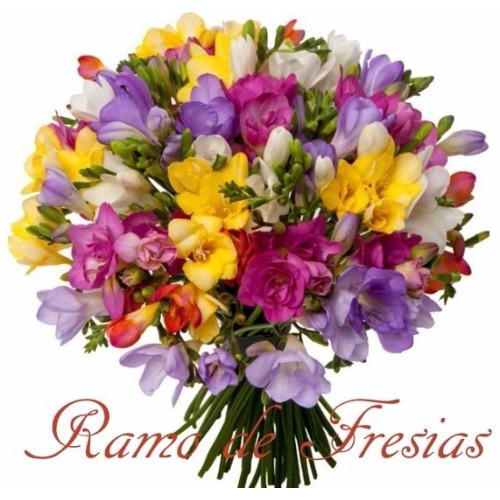 GIANT BOUQUET OF FREESIAS