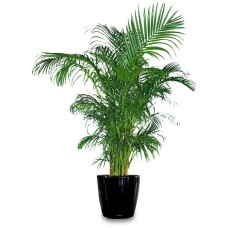 areca palm tree