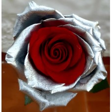 ROSE RED SILVER