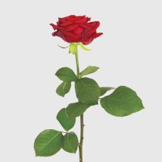 Red rose and its Devaux champagne