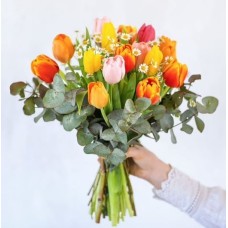 Our charming tulips (13 tulips)