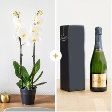 Candide And His Devaux Champagne