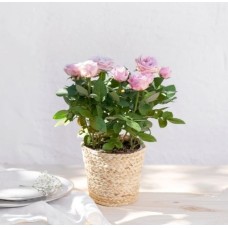 Rose bush (Without pot cover)