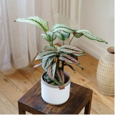 Calathea Majestica White Star (With pot cover)