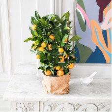 Calamondin (With pot cover)