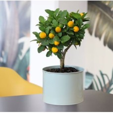 Calamondin (With pot cover)