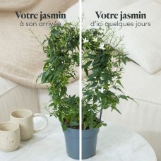 Jasmin (With pot cover)