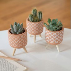 Trio Of Mini Cacti And Succulents
